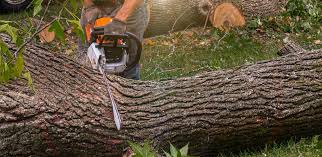 Best Tree Cabling and Bracing  in Morningside, MD