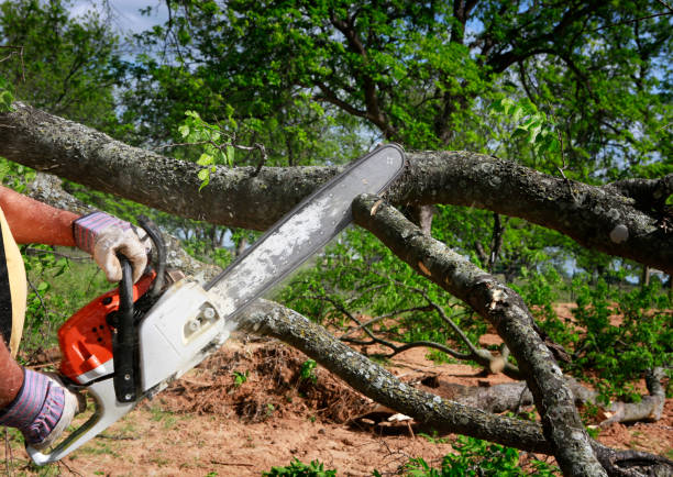 Best Tree Trimming and Pruning  in Morningside, MD